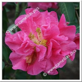 Camellia Botanique 'C. reticulata'