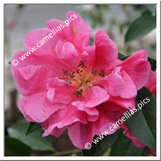 Camellia Botanique 'C. reticulata'