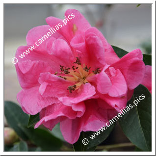 Camellia Botanique C. reticulata