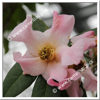 Camellia Botanique 'C. reticulata forma simplex'