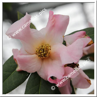 Camellia Botanique C. reticulata forma simplex