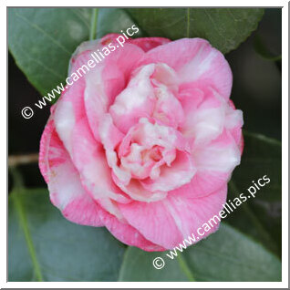 Camellia Japonica 'Rettelino'
