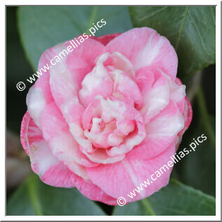 Camellia Japonica 'Rettelino'