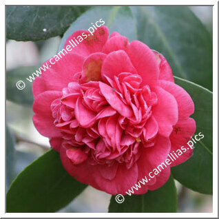 Camellia Japonica 'Revisa'