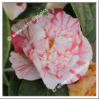 Camellia Japonica 'Richard Nixon '