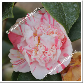 Camellia Japonica 'Richard Nixon '