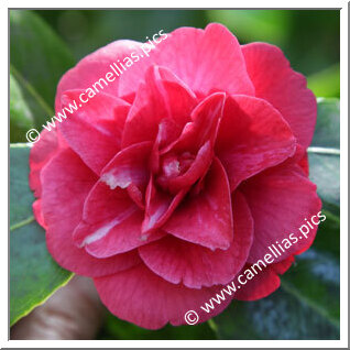 Camellia Japonica 'Little Red Riding Hood'