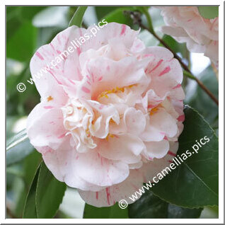 Camellia Japonica 'Ridolfi'