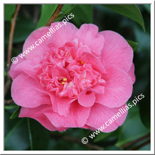 Camellia Japonica 'Rigel '