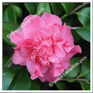 Camellia Japonica 'Rigel '