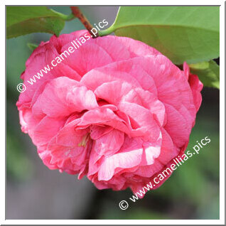 Camellia Japonica 'Roma Risorta Rosea'