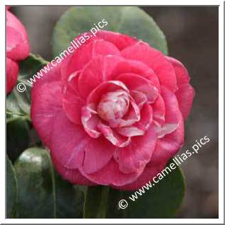 Camellia Japonica 'Ristori'