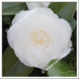 Camellia Japonica 'Ristori (Rovelli)'