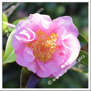 Camellia Hybrid C.reticulata  'Rob Roy'