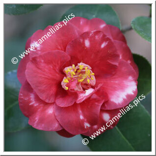 Camellia Japonica 'Robert Casamajor Variegated'