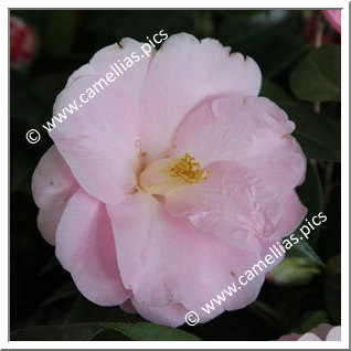 Camellia Hybrid C.x williamsii 'Robin Rise'