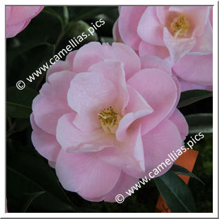 Camellia Hybrid C.x williamsii 'Robin Rise'