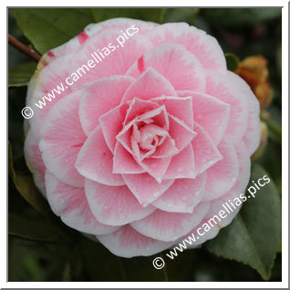 Camellia Japonica 'Robin's Candy'
