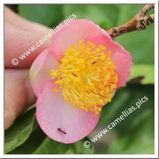 Camellia Hybride 'Robiraki'