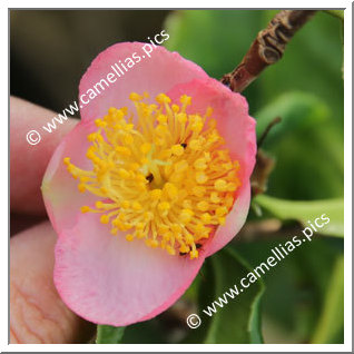 Camellia Hybride 'Robiraki'