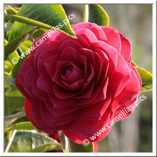 Camellia Japonica 'Roger Hall'