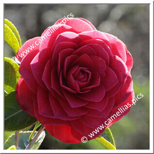 Camellia Japonica 'Roger Hall'