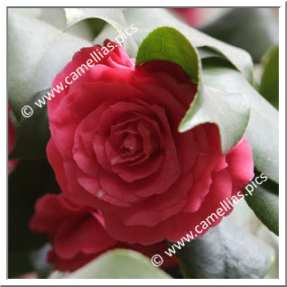 Camellia Japonica 'Roi des Belges'