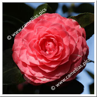 Camellia Japonica 'Roi des Belges'