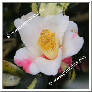 Camellia Sasanqua 'Rokukasen'
