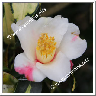 Camellia Sasanqua 'Rokukasen'