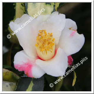 Camellia Sasanqua 'Rokukasen'