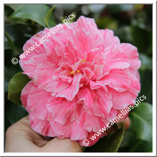 Camellia Japonica 'Roma Risorta'