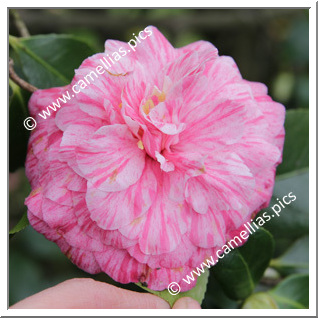 Camellia Japonica 'Roma Risorta'