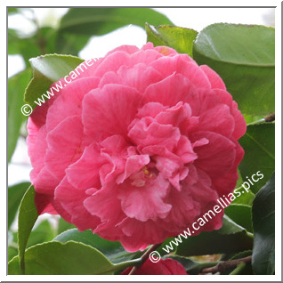 Camellia Japonica 'Roma Risorta Rosea'