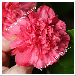 Camellia Japonica 'Roman Soldier '