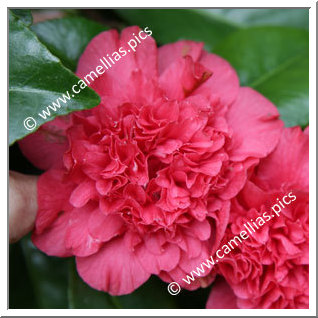 Camellia Japonica 'Roman Soldier '