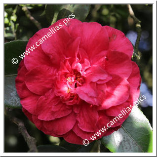 Camellia Japonica 'Bella Romana Red'