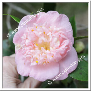 'Rôranka'