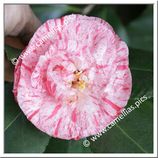 Camellia Japonica 'Rosa Mundi'