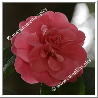 Camellia Japonica 'Rosa Sinensis'