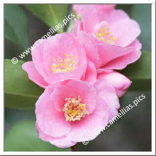 Camellia Botanique 'C. rosaeflora'