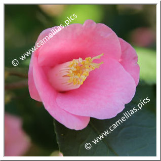 Camellia Botanique C. rosaeflora