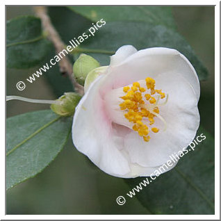 Camellia Botanique C. rosaeflora 'Cascade'