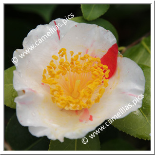 Camellia Japonica 'Roscanvel'