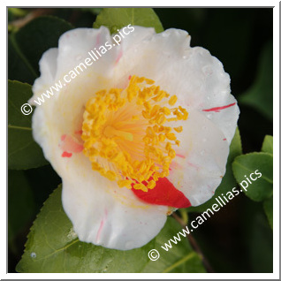 Camellia Japonica 'Roscanvel'