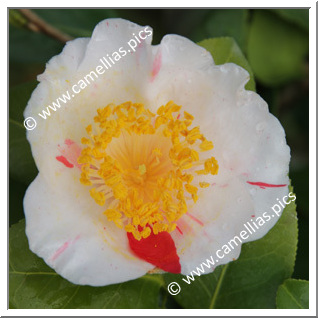 Camellia Japonica 'Roscanvel'