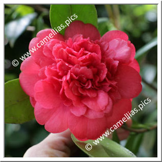 Camellia Japonica 'Rose Anemone'