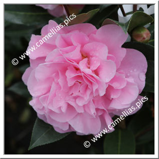 Camellia Hybride C.x williamsii 'Rose Bouquet'