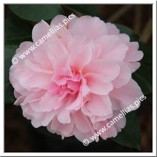 Camellia Hybride C.x williamsii 'Rose Bouquet'