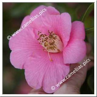 Camellia Hybride C.x williamsii 'Rose Court'